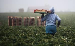 Photographie d'une personne travaillant dans un champ. Elle porte un caisson de fruits sur son épaule.