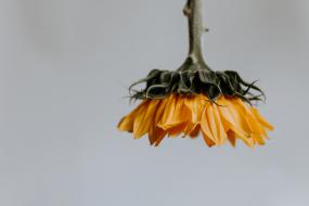Photographie d'une fleur orange, défraîchie. La fleur pend du haut vers le bas.